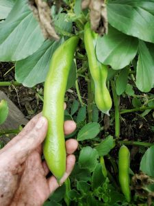 Squeezing the broad bean pods to see if they are ready
