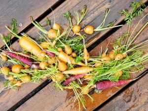 It's the small and ornamental varieties of carrots that seem to give the tastiest crops here in Shanghai