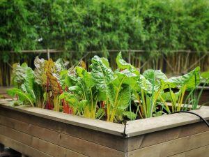 The Swiss Chard and Leek bed growing strong, 20 June 2020