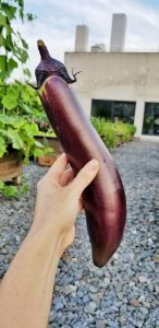 Easy to grow and so delicious!