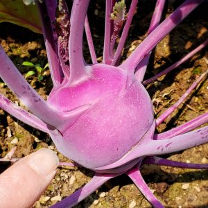 Purple kohlrabi, April 2020
