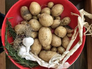 Everything needed for delicious roast potatoes in this harvest from mid June 2018