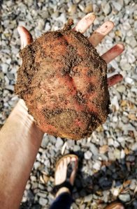 Delicious and enormous! Sweet potatoes are well suited to Shanghai's long hot summers. this beauty was from the October 2019 harvest.