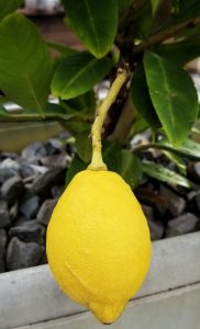 The first ever own-grown lemon