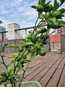 A few branches covered in unripe kumquats, September 2020
